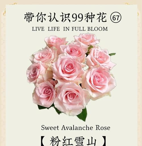 30朵粉玫瑰的花语是什么？粉玫瑰数量与花语的关系？