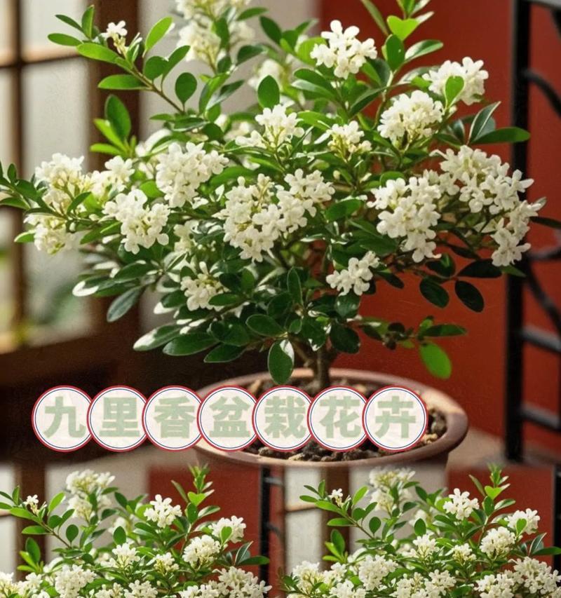 九里香的花语有何含义？它代表了哪种情感？