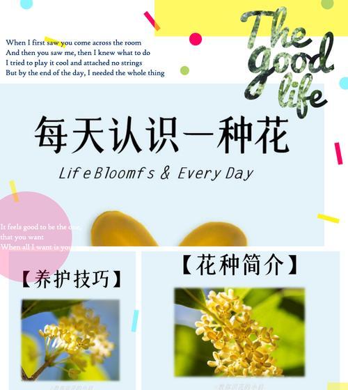 九里香的花语有何含义？它代表了哪种情感？