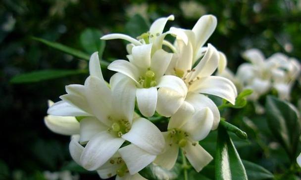 九里香的花语有何含义？它代表了哪种情感？