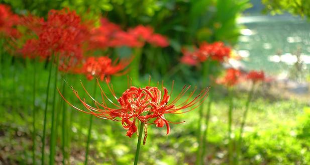 水鱼花的花语和寓意是什么？它象征着什么？