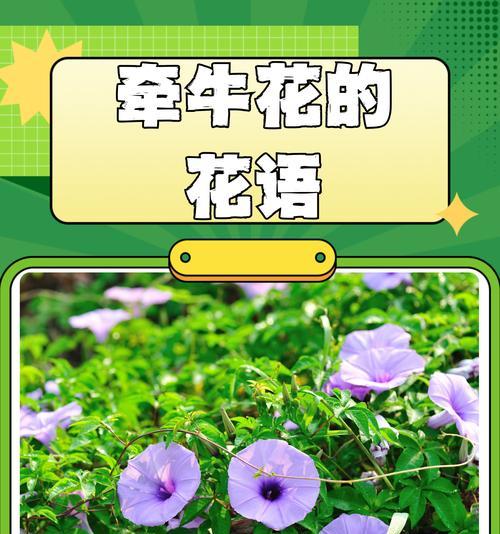 六种花的经典花语分别是什么？