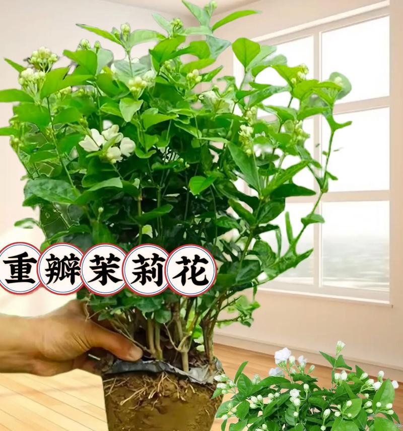 茉莉花的花语有哪些含义？花语中隐藏的情感是什么？