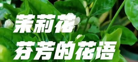 茉莉花的花语有哪些含义？花语中隐藏的情感是什么？