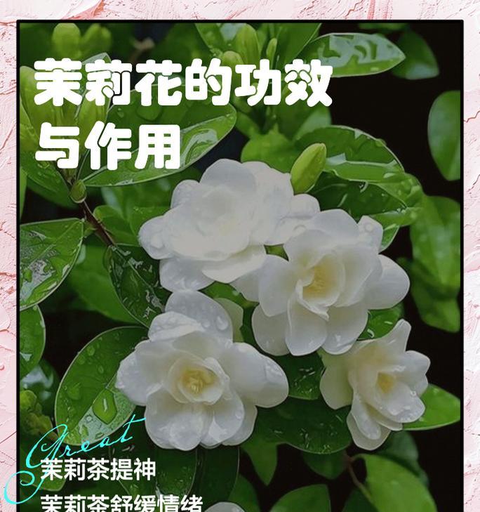 茉莉花的花语有哪些含义？花语中隐藏的情感是什么？