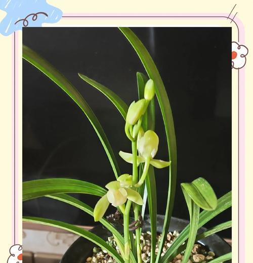 哪些花的花语代表优雅和美？它们各自有何特点？