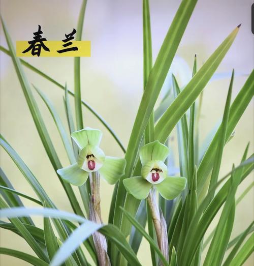 哪些花的花语代表优雅和美？它们各自有何特点？