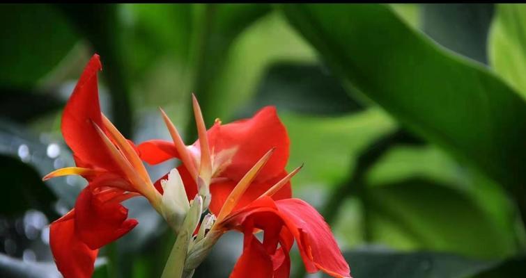 5月9日的花卉代表了哪些花语？