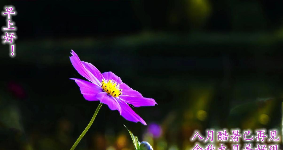 5月9日的花卉代表了哪些花语？