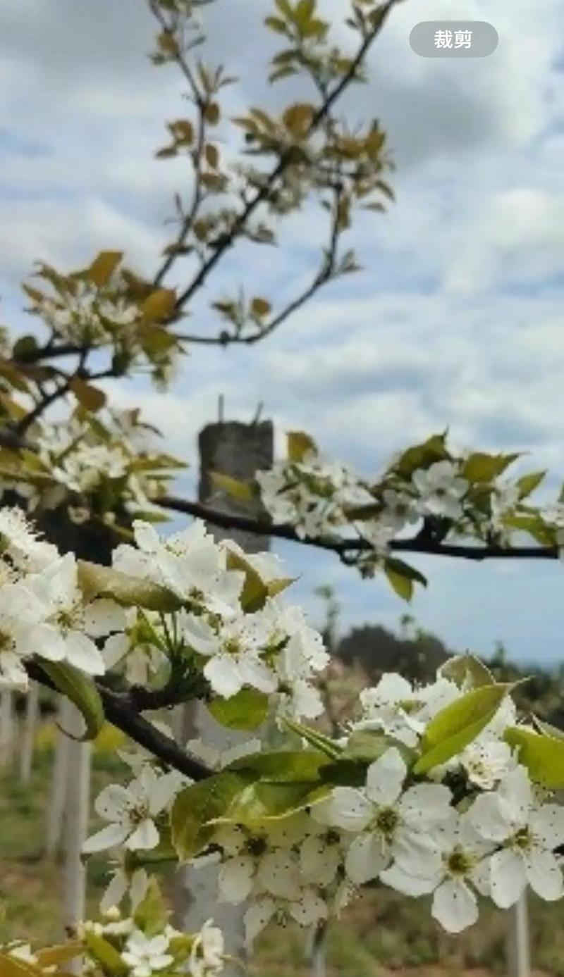 梨花的花语有何深意？梨花语背后的含义是什么？