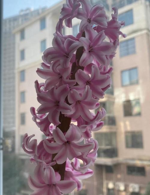风信子花语代表了哪种精神？象征意义是什么？