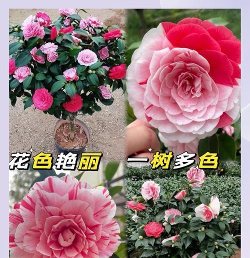 赤丹茶花的花语具体是什么？