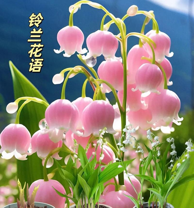 铃兰花的害羞花语有何深意？