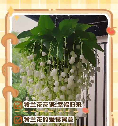 铃兰花的害羞花语有何深意？