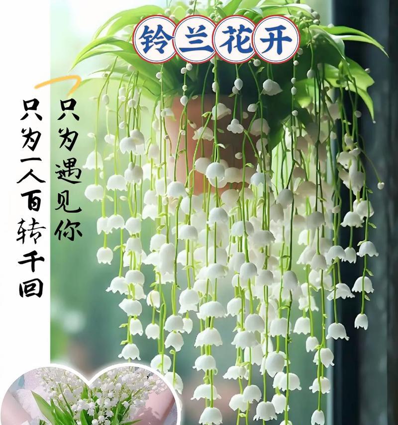 在原地等候的花语是什么？这种花语代表了怎样的情感？