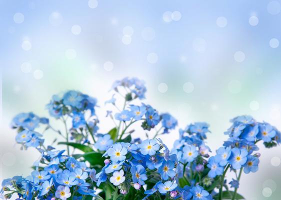 蓝两个字花语是什么？蓝色在花语中代表了什么？