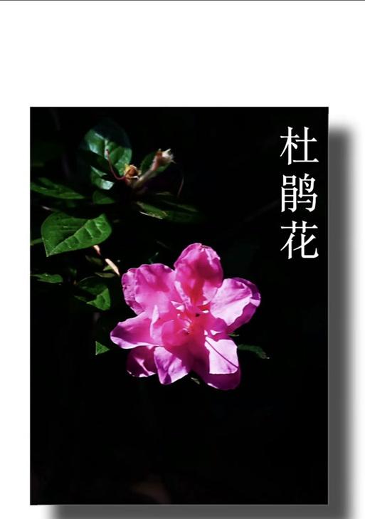 杜鹃花语代表什么？世界杜鹃的花语有何特别之处？