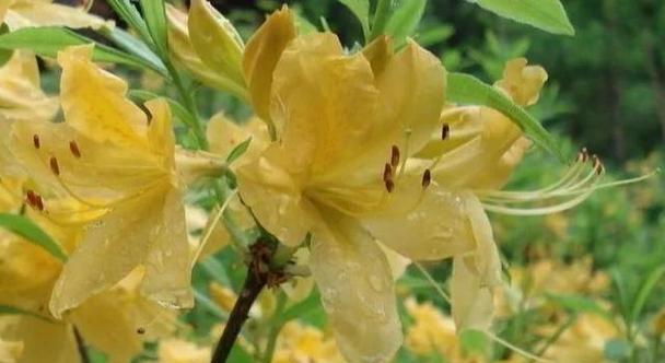 杜鹃花语代表什么？世界杜鹃的花语有何特别之处？