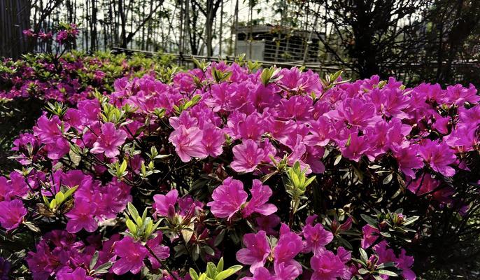 杜鹃花语代表什么？世界杜鹃的花语有何特别之处？