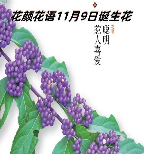 秋天的花语有哪些？