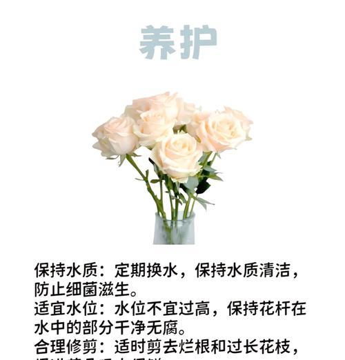 经典爱情的玫瑰花语是什么？它传达了怎样的情感？
