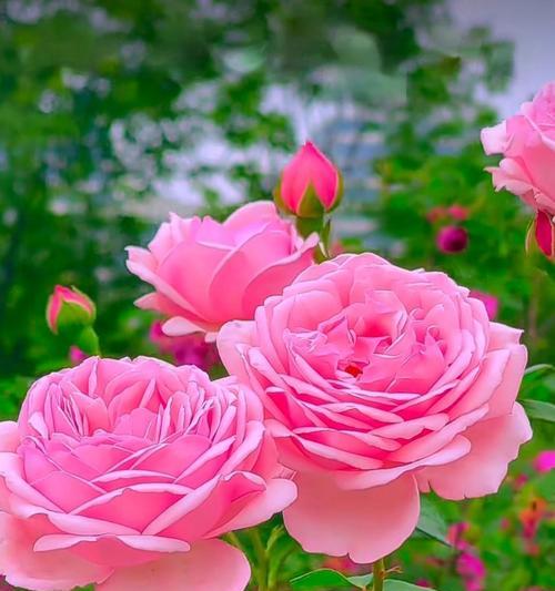 月季香味的花语是什么？月季花在花语中象征着什么？