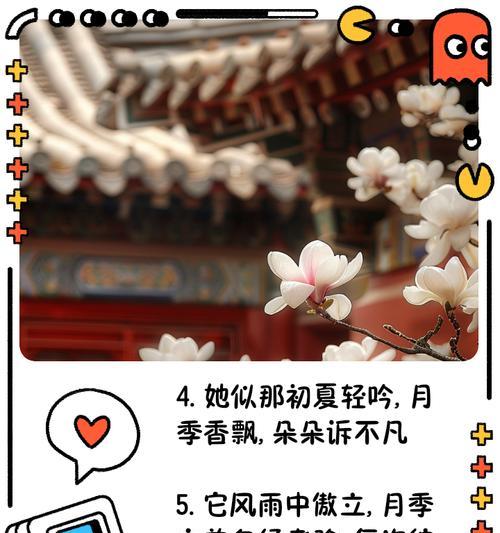 月季香味的花语是什么？月季花在花语中象征着什么？