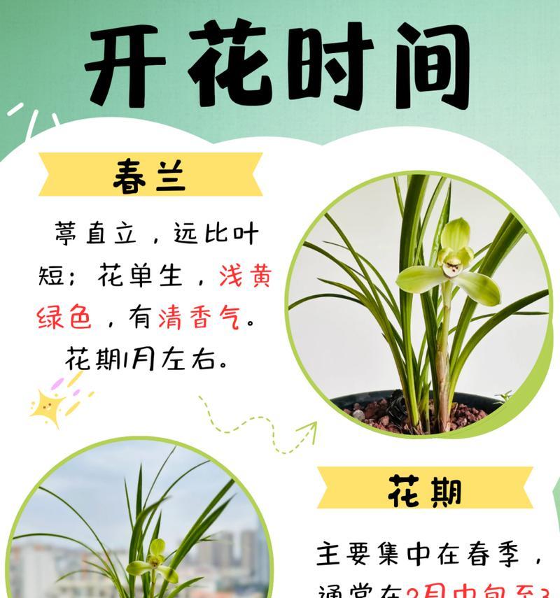 兰花的花语用什么语言表达？它代表了什么？