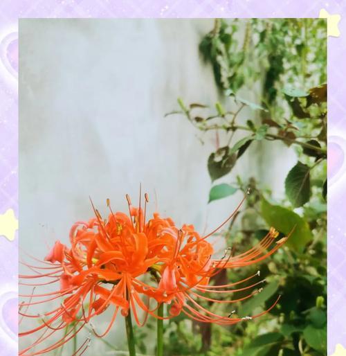 熏衣草象征悲伤吗？它的真实花语是什么？