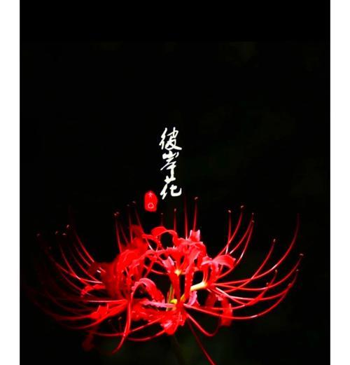 熏衣草象征悲伤吗？它的真实花语是什么？