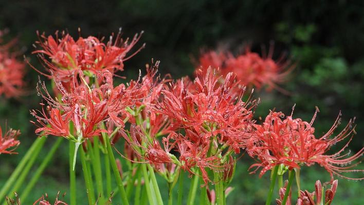 熏衣草象征悲伤吗？它的真实花语是什么？