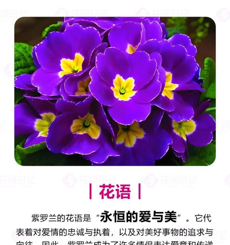 紫罗兰象征着什么？花语有哪些含义？