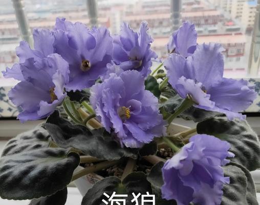 紫罗兰象征着什么？花语有哪些含义？