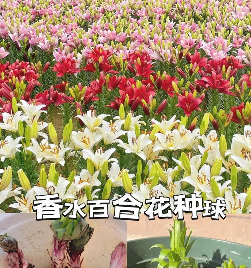 送弟弟妹妹的花语应该如何选择？