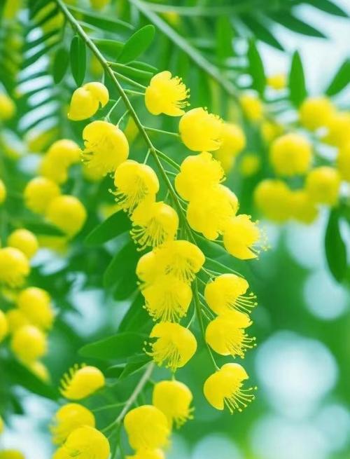 哪种花的花语与树木相关？