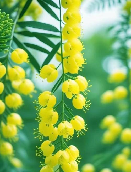 哪种花的花语与树木相关？