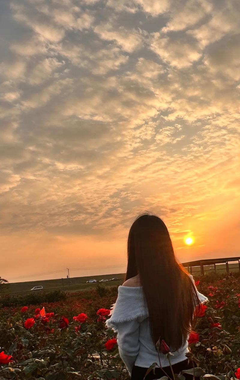 背后送玫瑰花有何特别意义？