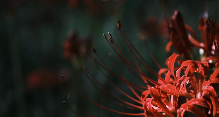哪种花代表即将逝去？它的花语含义是什么？
