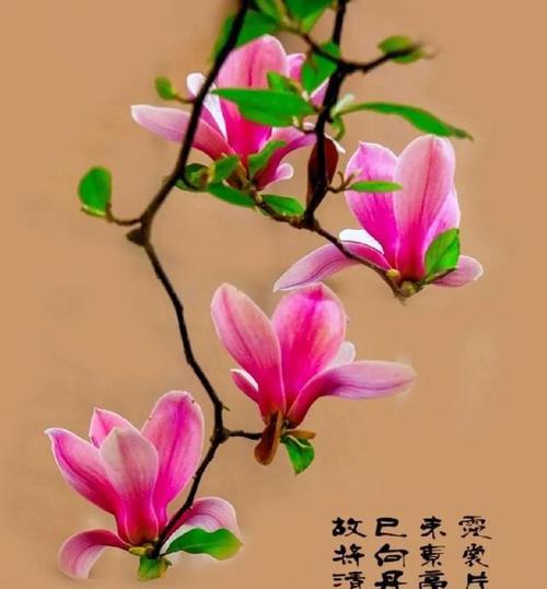 玉兰花的花语粉色的花是什么？粉色玉兰花代表了什么？