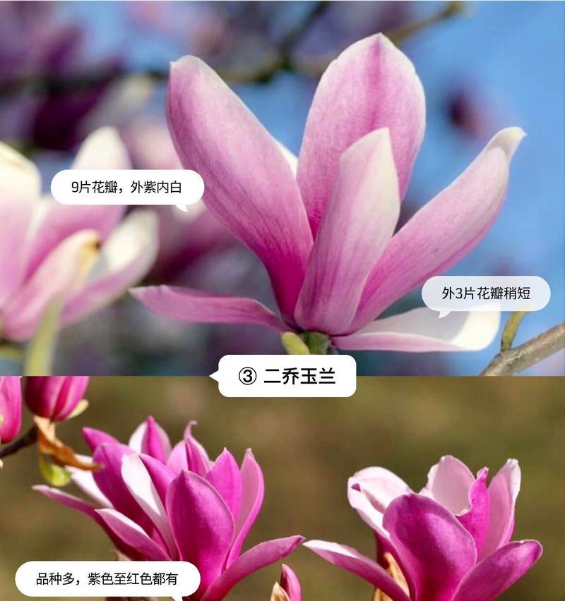 玉兰花的花语粉色的花是什么？粉色玉兰花代表了什么？