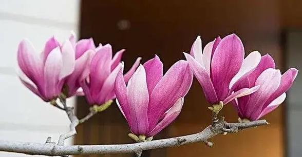 玉兰花的花语粉色的花是什么？粉色玉兰花代表了什么？