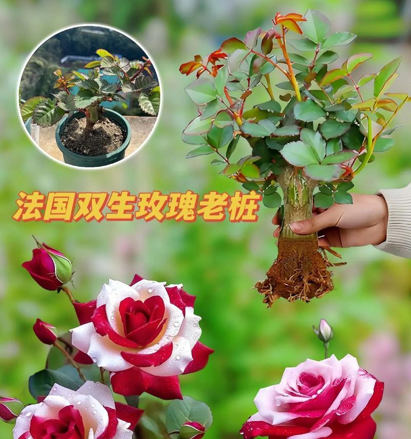 冬天送老公玫瑰花有何意义？选择什么颜色的玫瑰花最合适？