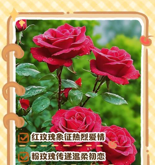 冬天送老公玫瑰花有何意义？选择什么颜色的玫瑰花最合适？