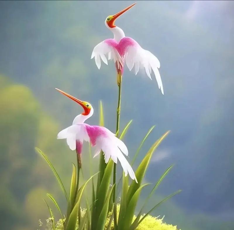 白鹭兰花的花语和寓意是什么？白鹭兰花代表什么？