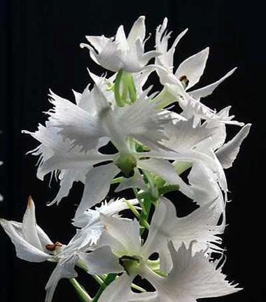 白鹭兰花的花语和寓意是什么？白鹭兰花代表什么？