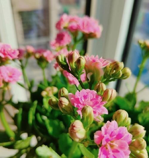今年长辈的花语是什么？长辈喜欢的花有哪些寓意？