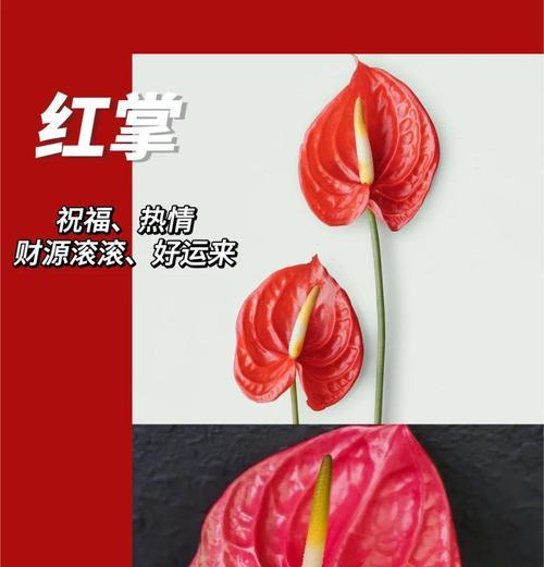 今年长辈的花语是什么？长辈喜欢的花有哪些寓意？