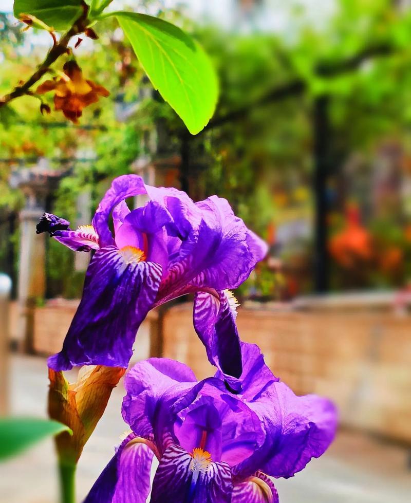 每个颜色的鸢尾花花语是什么？不同颜色鸢尾花代表的含义有何不同？
