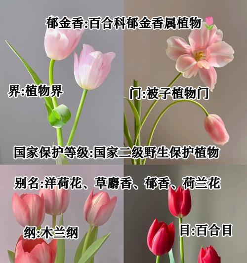 郁金花束的寓意和花语有哪些？