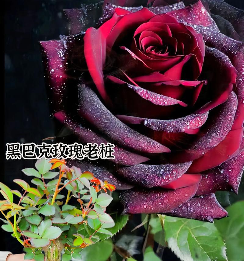 福乐怡的玫瑰花语是什么？它象征着怎样的幸福？